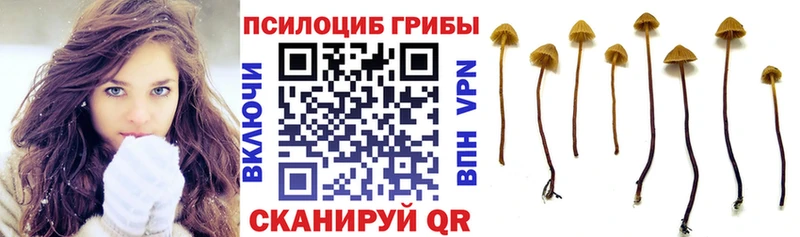 Купить закладки  Киренск  Галлюциногенные грибы Cubensis 
